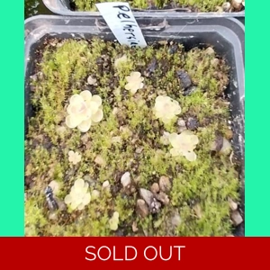 Pinguicula elhersiae